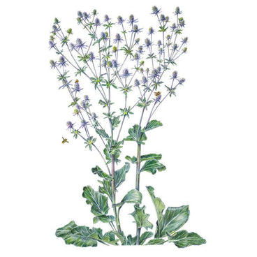 Botanical illustration of steel blue sea holly showing branching stems topped with spiky silvery-blue thistle-like flower heads, broad lobed basal leaves, and bees visiting the blooms, on a white background.