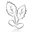 Black and white line drawing labeled "Seedling," showing a young plant with two rounded cotyledon leaves and two larger, jagged-edged true leaves rising from the base.