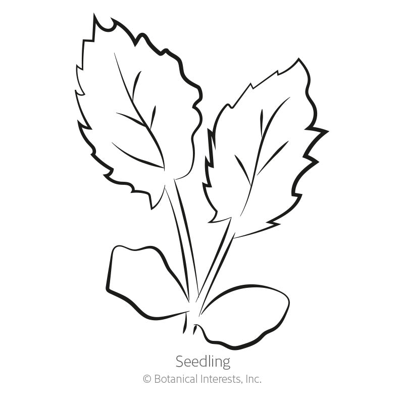 Black and white line drawing labeled "Seedling," showing a young plant with two rounded cotyledon leaves and two larger, jagged-edged true leaves rising from the base.