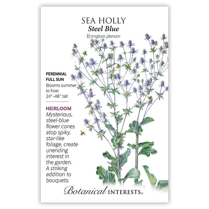 Seed packet for heirloom Steel Blue Sea Holly, illustrated with tall branching stems topped by spiky steel-blue flower cones and star-shaped foliage, with bees visiting the blooms; text notes it's a full-sun perennial growing 24–48 inches tall, blooming summer to frost.