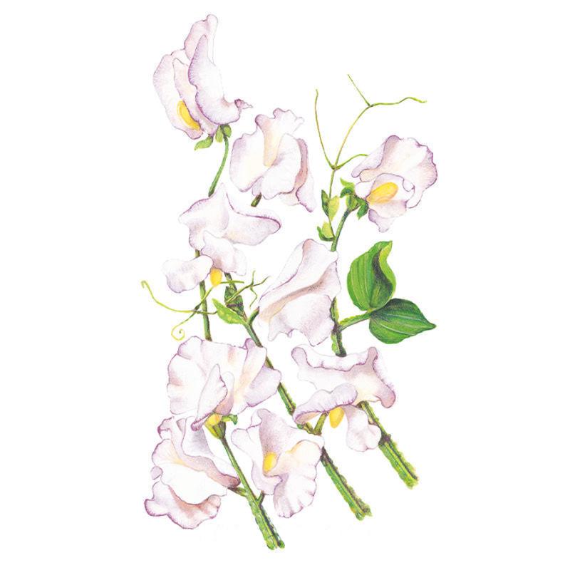 Botanical illustration of High Scent sweet pea showing several ruffled white blooms tinged with pale lilac along curling green stems with tendrils and leaves, set against a plain white background.