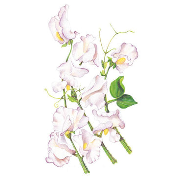 Botanical illustration of High Scent sweet pea showing several ruffled white blooms tinged with pale lilac along curling green stems with tendrils and leaves, set against a plain white background.