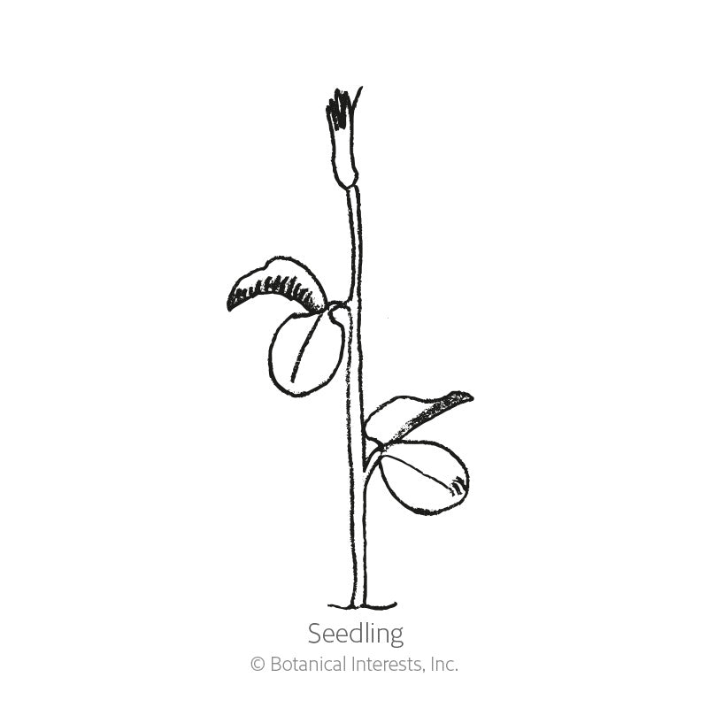 Line drawing labeled "Seedling" showing a young sweet pea sprout with a single upright stem, two rounded seed leaves, and an emerging pointed shoot tip.