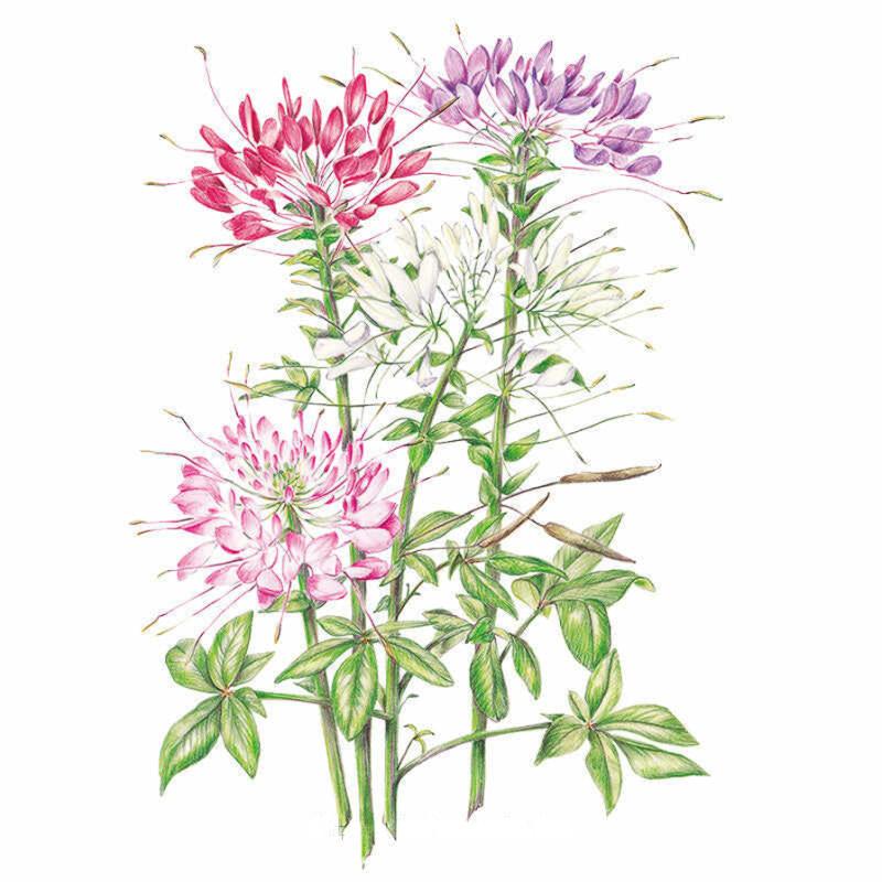 Botanical illustration of Fountain Blend cleome, showing several tall stems topped with spidery spider-flower blooms in crimson, lavender-purple, white and pink, with slender seed pods and lobed green leaves along the stalks.