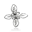 Line drawing of a young cleome seedling viewed from above, showing four oval seed leaves arranged in a cross pattern with fine veining, labeled "Seedling."