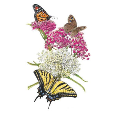 Illustration of pink and white milkweed flower clusters attracting three butterflies, including an orange and black monarch, a brown ringlet, and a large yellow and black tiger swallowtail, against a plain white background.