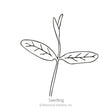 Line drawing of a milkweed seedling, showing a slender stem with two elongated oval seed leaves and a new central shoot emerging between them, labeled "Seedling."