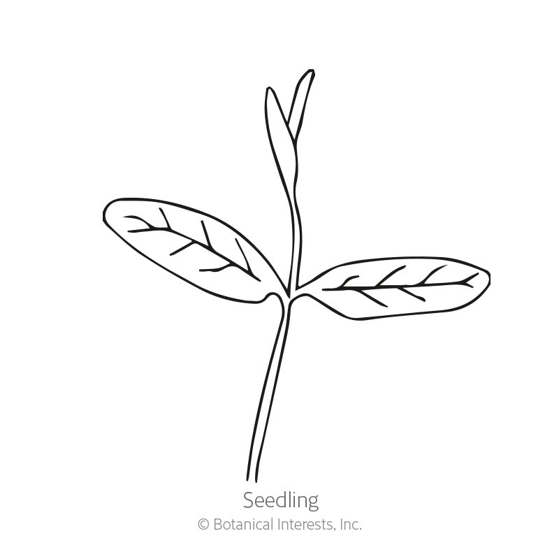 Line drawing of a milkweed seedling, showing a slender stem with two elongated oval seed leaves and a new central shoot emerging between them, labeled "Seedling."