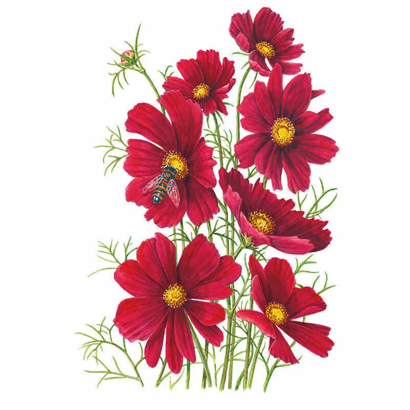 Botanical illustration of Rubenza cosmos showing several deep red, yellow-centred flowers with feathery green foliage on slender stems, one bloom visited by a hoverfly, against a plain white background.