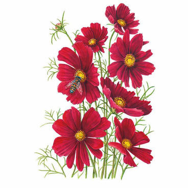 Botanical illustration of Rubenza cosmos showing several deep red, yellow-centred flowers with feathery green foliage on slender stems, one bloom visited by a hoverfly, against a plain white background.