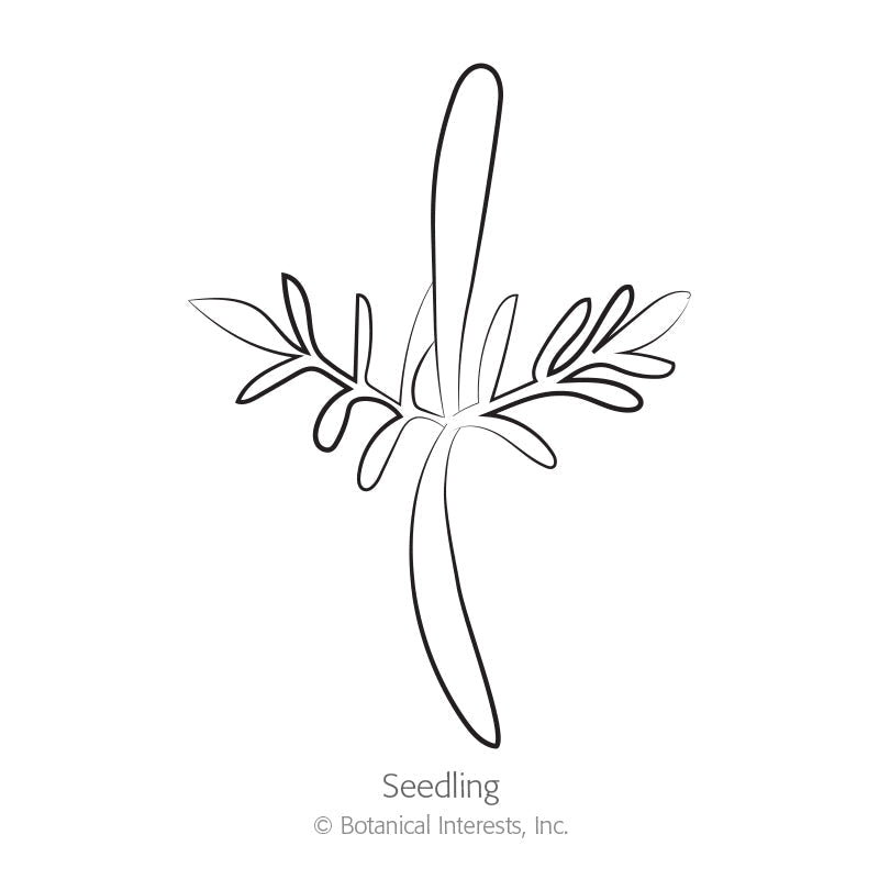 Line drawing of a young cosmos seedling with a slender central stem and paired feathery leaf branches, labeled "Seedling" beneath the illustration.