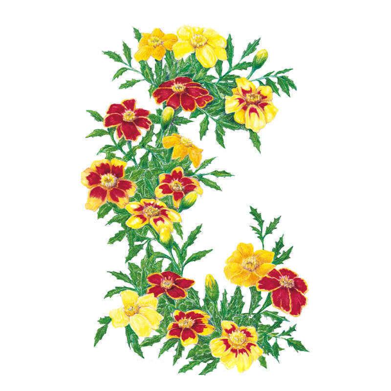 Illustration of French Marigold flowers in a curved arrangement, showing single and bicolour blooms in deep red, yellow, and red-edged-with-yellow petals amid feathery green foliage, against a plain white background.