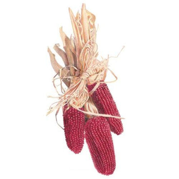 Three small deep-red strawberry popcorn ears with tightly packed kernels, tied together with their dried tan husks folded back, against a white background.