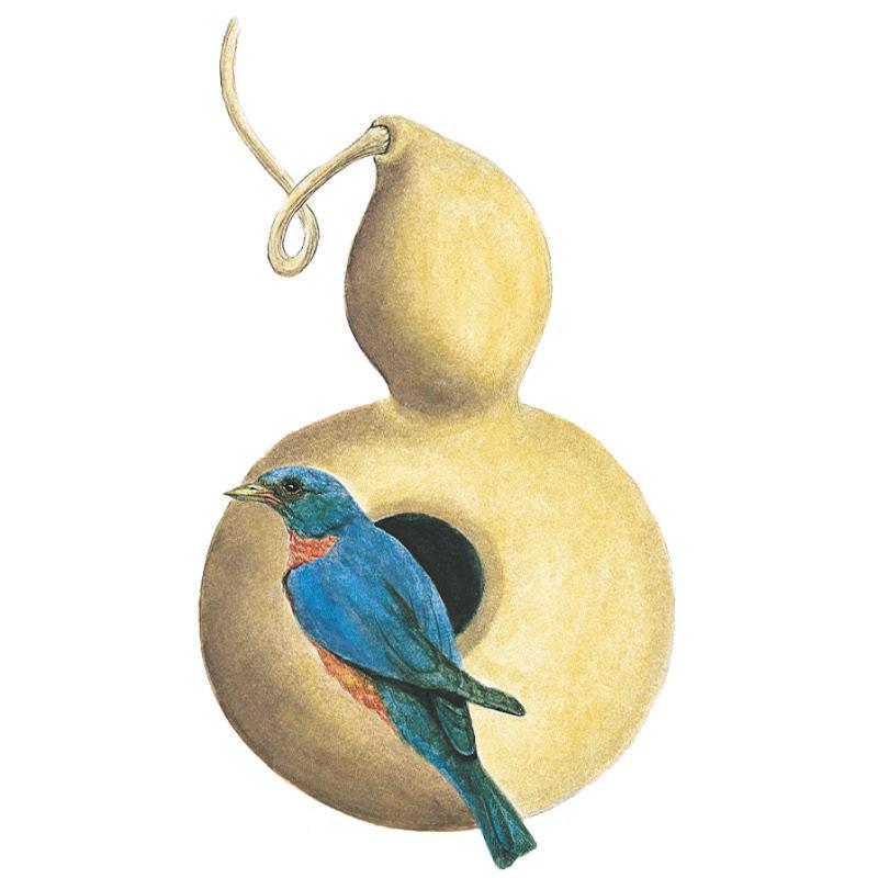 Illustration of a hard-shelled birdhouse gourd, its tan curved neck coiled at top, with a round entrance hole, perched on by a bluebird with an orange-streaked breast.