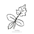 Black and white line drawing of a luffa gourd seedling, showing rounded cotyledon leaves and one jagged, lobed true leaf on a slender stem, labeled "Seedling" beneath.