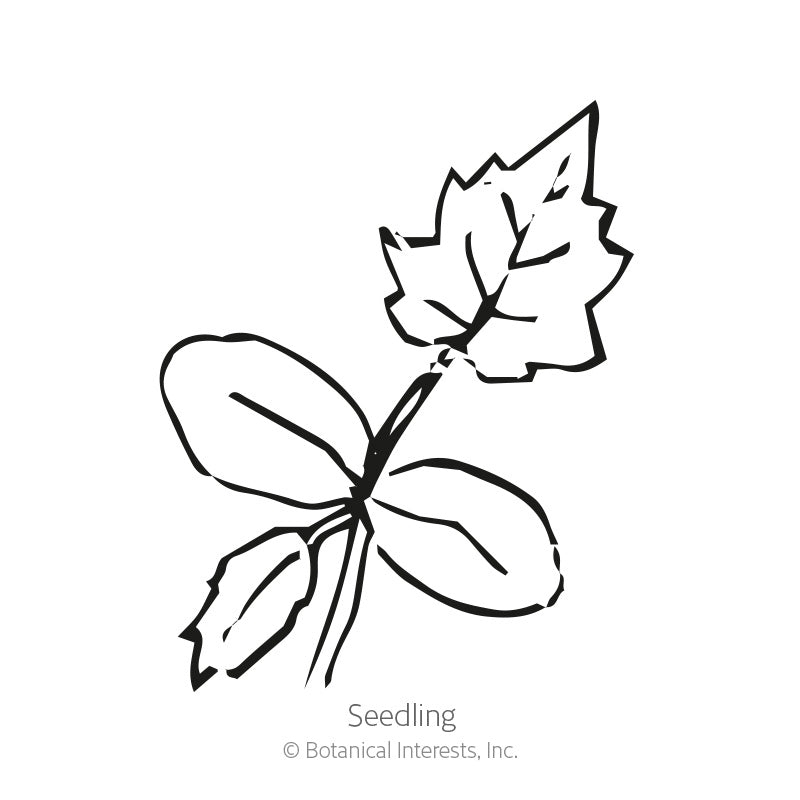 Black and white line drawing of a luffa gourd seedling, showing rounded cotyledon leaves and one jagged, lobed true leaf on a slender stem, labeled "Seedling" beneath.