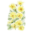 Botanical illustration of Xanthos cosmos showing pale yellow flowers with orange centres, feathery green foliage, and a bee approaching one bloom, set against a plain white background.