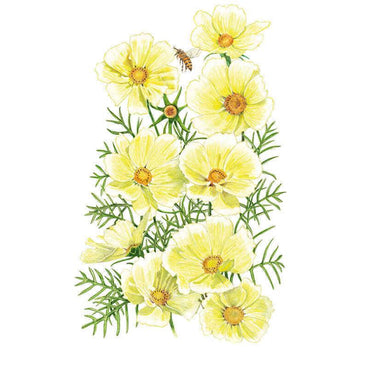 Botanical illustration of Xanthos cosmos showing pale yellow flowers with orange centres, feathery green foliage, and a bee approaching one bloom, set against a plain white background.