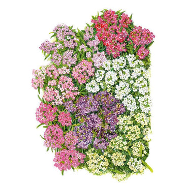 Botanical illustration of sweet alyssum showing dense clusters of tiny four-petaled flowers in pink, rose, crimson, white, purple and pale yellow, each cluster nestled among slender green leaves against a plain white background.