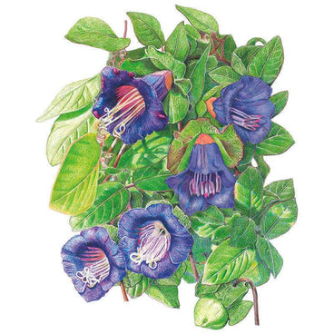 Detailed botanical illustration of Cup and Saucer Vine showing several bell-shaped deep purple-blue flowers with pale curling stamens, tinged orange at the base, surrounded by climbing green foliage and a rounded seed pod.