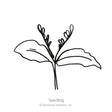 Line drawing of a young cup and saucer vine seedling with two broad, veined seed leaves and slender upright shoots, labelled "Seedling" with Botanical Interests copyright text below.