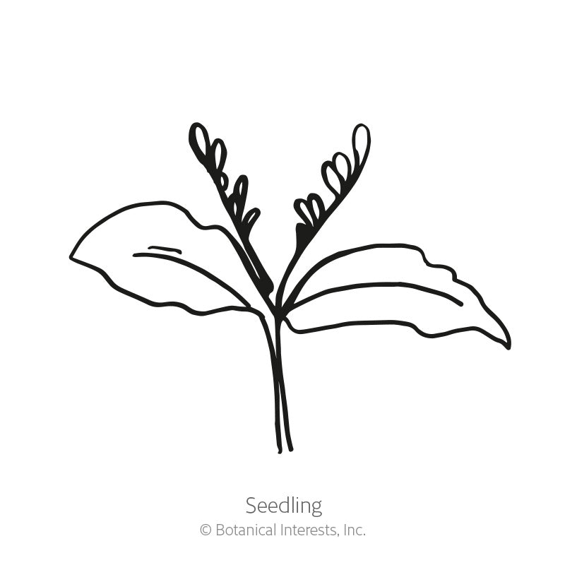 Line drawing of a young cup and saucer vine seedling with two broad, veined seed leaves and slender upright shoots, labelled "Seedling" with Botanical Interests copyright text below.