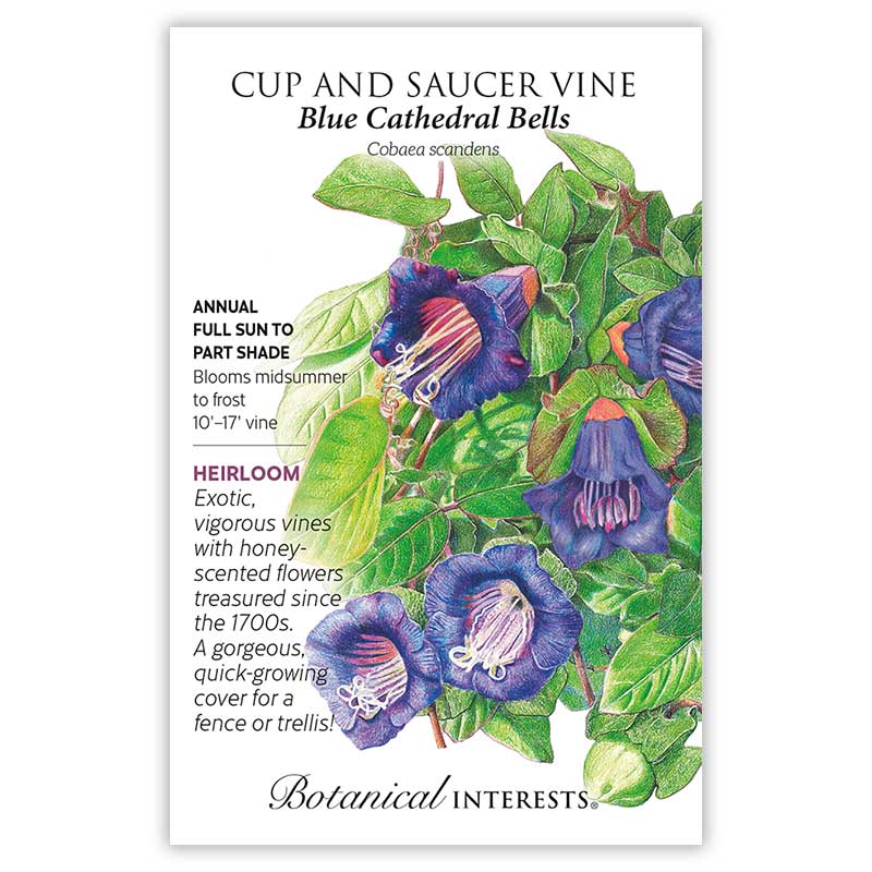 Botanical Interests seed packet for Blue Cathedral Bells Cup and Saucer Vine, illustrated with deep purple, bell-shaped flowers with pale striped throats amid lush green foliage, with text noting it's a heirloom annual vine growing 10-17 feet in full sun to part shade.