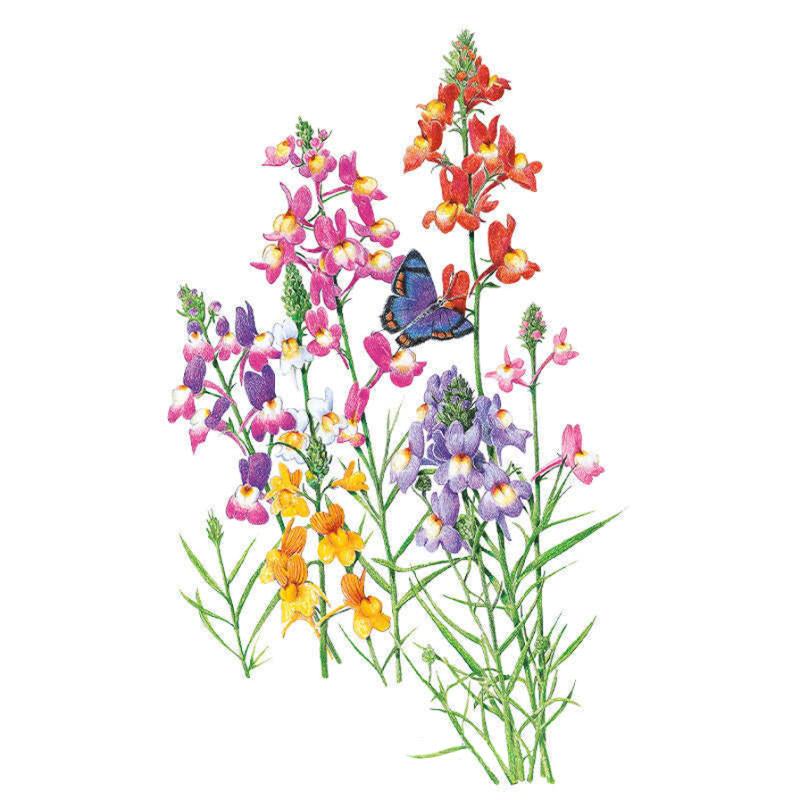 Botanical illustration of Fairy Bouquet linaria showing slender snapdragon-like spikes in pink, red, purple, yellow and white on wiry green stems, with a blue-and-orange butterfly resting among the blooms.