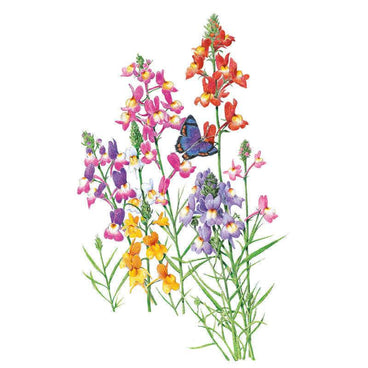Botanical illustration of Fairy Bouquet linaria showing slender snapdragon-like spikes in pink, red, purple, yellow and white on wiry green stems, with a blue-and-orange butterfly resting among the blooms.