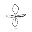 Line drawing labeled "Seedling" showing a young Linaria plant with two narrow elongated cotyledon leaves crossed by two broader, textured true leaves emerging from the center.