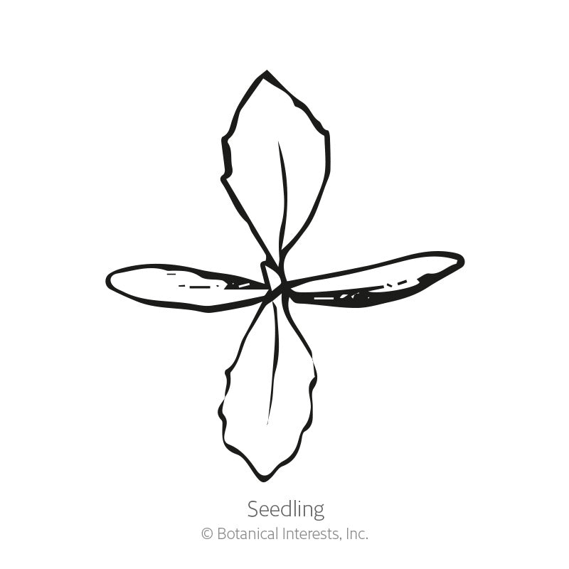 Line drawing labeled "Seedling" showing a young Linaria plant with two narrow elongated cotyledon leaves crossed by two broader, textured true leaves emerging from the center.