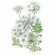 Botanical illustration of Orlaya White Lace showing several lacy, umbrella-shaped clusters of small white flowers with delicate ray petals on slender green stems, alongside finely feathery, fern-like foliage, set against a plain white background.