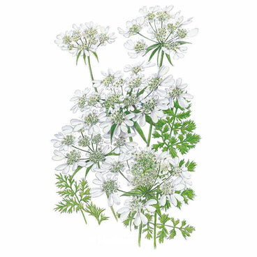 Botanical illustration of Orlaya White Lace showing several lacy, umbrella-shaped clusters of small white flowers with delicate ray petals on slender green stems, alongside finely feathery, fern-like foliage, set against a plain white background.