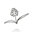 Simple black-and-white line drawing of a young seedling with two long slender leaves and a fringed, feathery flower atop a thin stem, labeled "Seedling" beneath it.