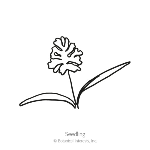 Simple black-and-white line drawing of a young seedling with two long slender leaves and a fringed, feathery flower atop a thin stem, labeled "Seedling" beneath it.