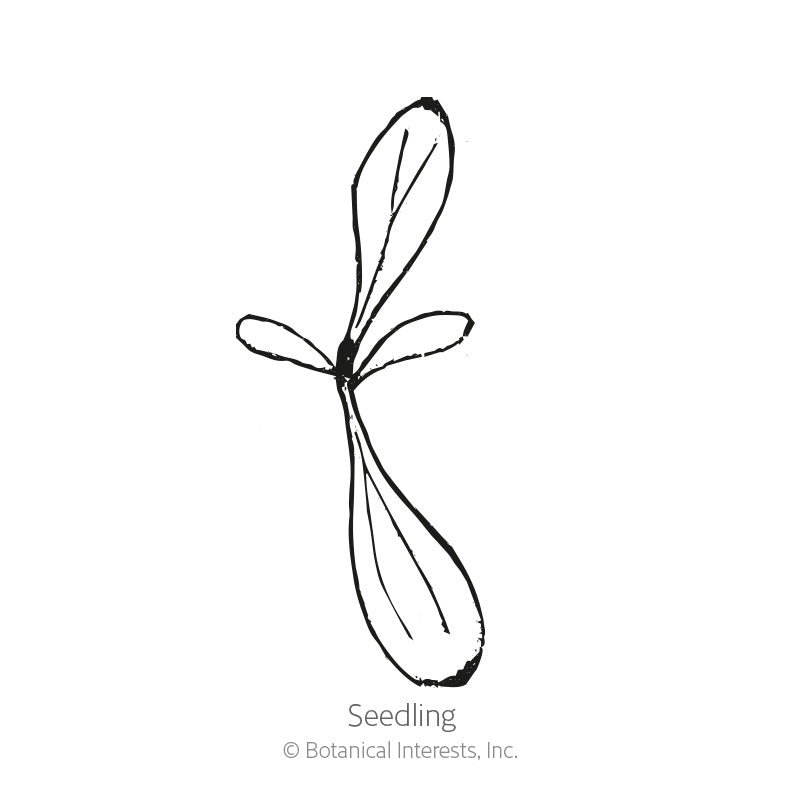 Black and white line drawing of a young seedling with a slender taproot and four narrow oblong leaves, labeled "Seedling" beneath it.