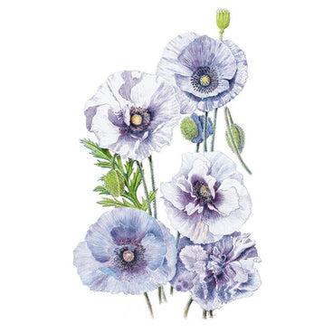 Detailed botanical illustration of soft lavender-grey and purple corn poppies blooming with green stems, delicate buds, and a seed pod for Amazing Grey Corn Poppy Seeds on a plain white background.