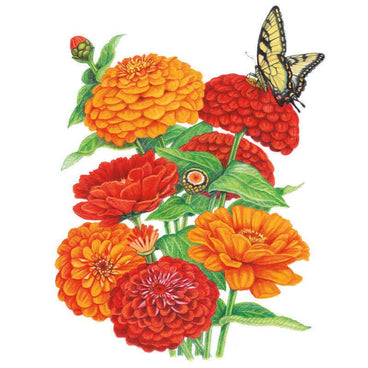 Botanical illustration of Fireball Blend zinnias showing a cluster of densely petaled orange and red blooms in various stages, with a yellow swallowtail butterfly perched on one flower.