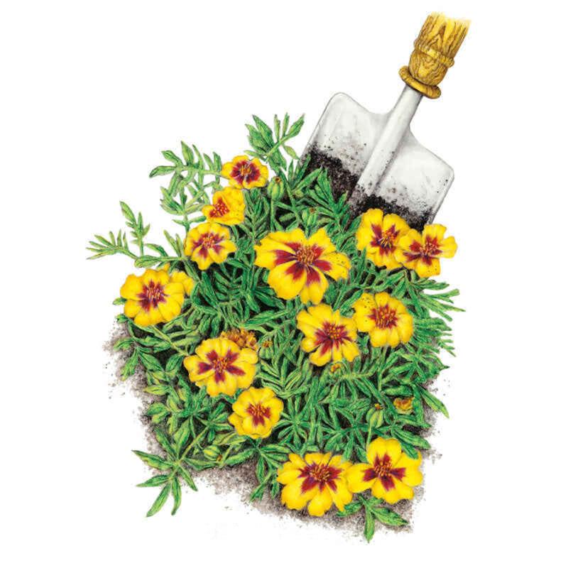 Illustration of Naughty Marietta French marigolds showing feathery green foliage and yellow flowers with deep red-brown centre markings, planted in soil with a trowel resting behind the clump.