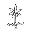Line drawing of a young lupine seedling with a pair of oval seed leaves at the base and a slender stem topped by a whorl of narrow, pointed leaflets, labelled "Seedling".
