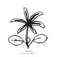 Black and white line drawing of a lupine seedling, showing a pair of oval cotyledon leaves below a young star-shaped cluster of true leaves, labeled "Seedling" with Botanical Interests copyright text.