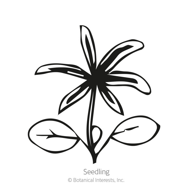 Black and white line drawing of a lupine seedling, showing a pair of oval cotyledon leaves below a young star-shaped cluster of true leaves, labeled "Seedling" with Botanical Interests copyright text.