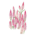 Illustration of Flamingo celosia showing tall, fuzzy, cone-shaped plume flowers in shades of pink fading to cream, clustered on slender green stems against a plain white background.