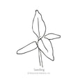 Line drawing of a young seedling with three narrow lower leaves and one larger upright leaf on a thin stem, labeled "Seedling" beneath the illustration.