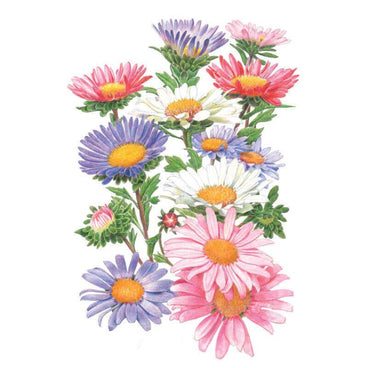 Botanical illustration of China aster blend showing daisy-like blooms in a mix of colours including pink, lavender, blue and white, each with a yellow centre, arranged among green foliage and buds.