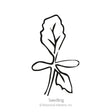 Black and white line drawing of a young seedling with two rounded oval cotyledons and a single serrated true leaf on a slender stem, labeled "Seedling" beneath.