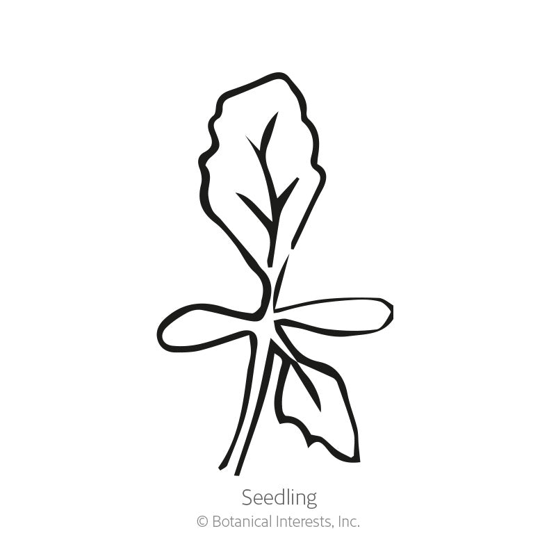 Black and white line drawing of a young seedling with two rounded oval cotyledons and a single serrated true leaf on a slender stem, labeled "Seedling" beneath.