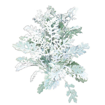 Illustration of Dusty Miller "Silverdust" showing deeply lobed, lacy foliage in silvery-white tones with hints of green beneath, isolated on a white background.