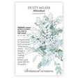 Seed packet for Dusty Miller 'Silverdust' featuring an illustration of deeply lobed, silvery-white foliage, with text noting it's a tender perennial grown as an annual, 10–12 inches tall, suited to full sun or part shade.