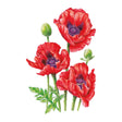 Botanical illustration of Oriental poppy showing three fully open scarlet blooms with dark purple centres, two unopened fuzzy green buds, hairy stems, and jagged green foliage against a white background.